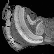 IF of sectioned optic lobe of Greta morgane stained with DSHB antibody 5F10 against allostatin. Image credit: Stephen Montgomery, PMID: 37921078, Fig. 6A